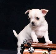 Chihuahua cachorros para adoção livre