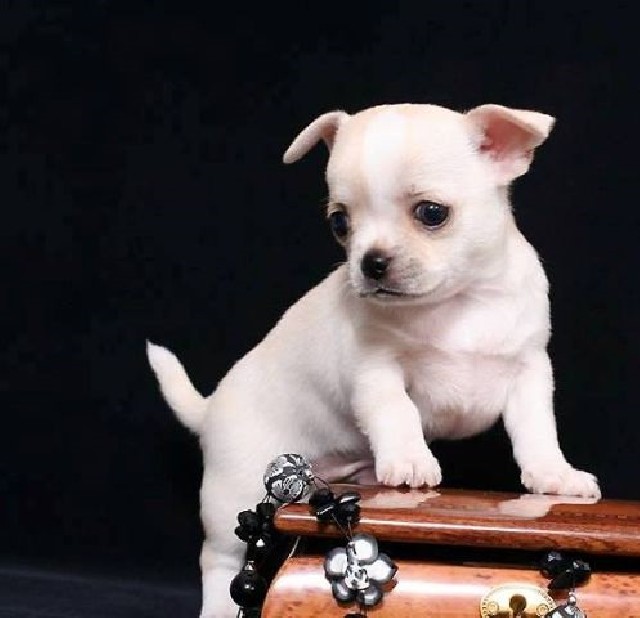 Foto 1 - Chihuahua cachorros para adoo livre