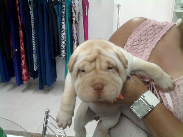 Filhotes de shar pei otimo padrao